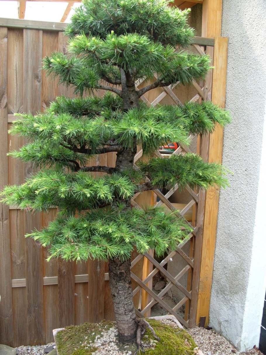 Сосна Тунберга Pinus thunbergii