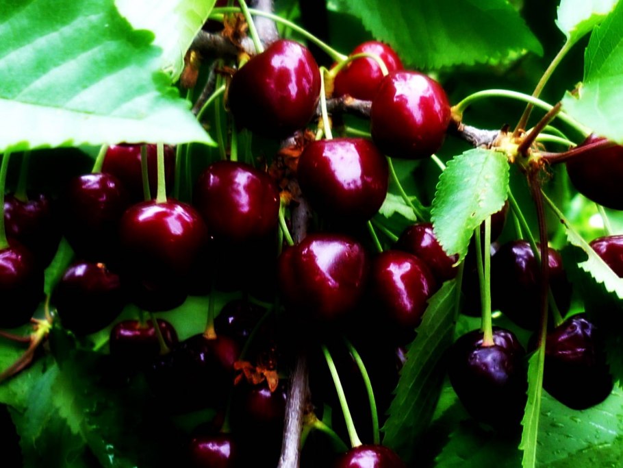 Черешня Овстуженка