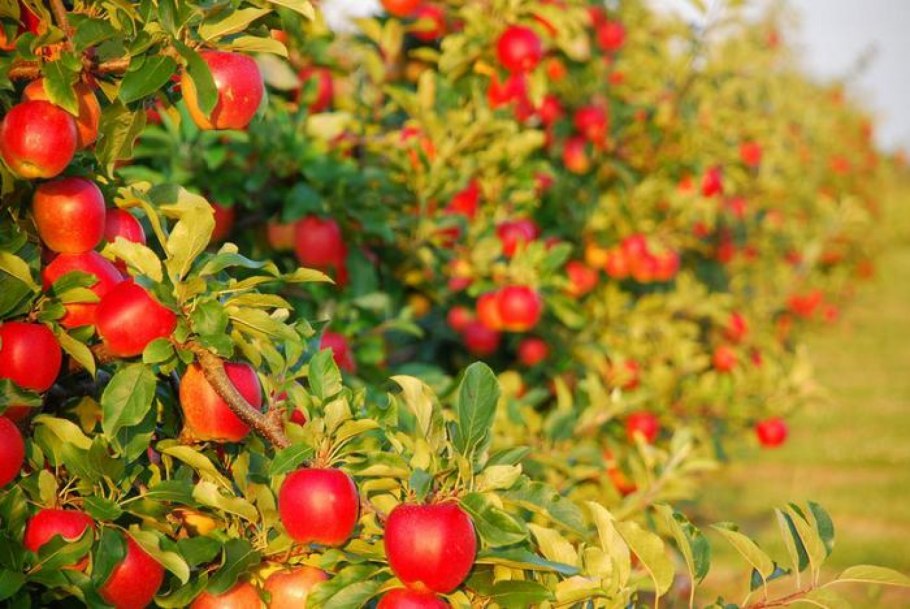 Плодово ягодный сад