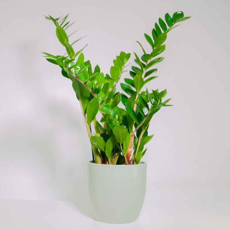 Замиокулькас ланцетовидный