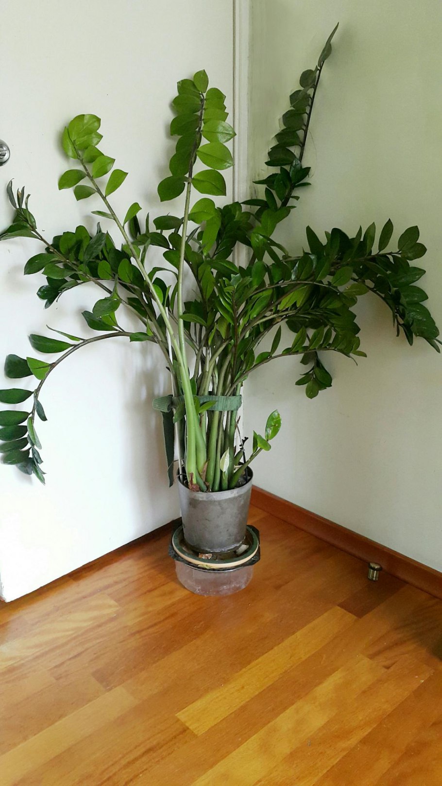 Замиокулькас и монстера