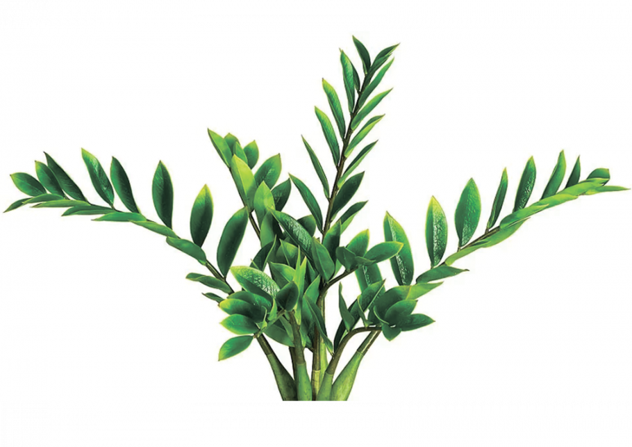 Растение замиокулькас