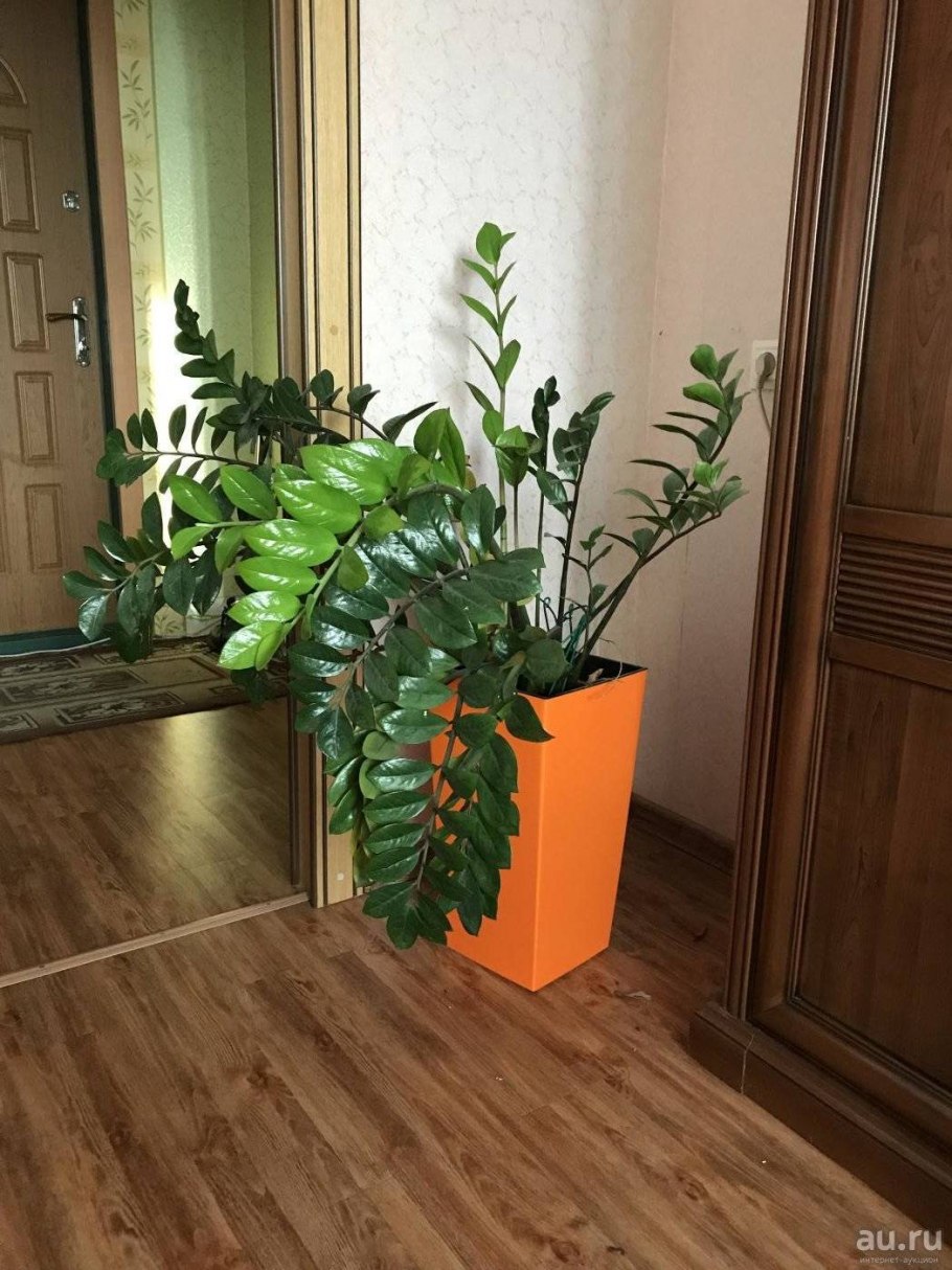 Замиокулькас цветок