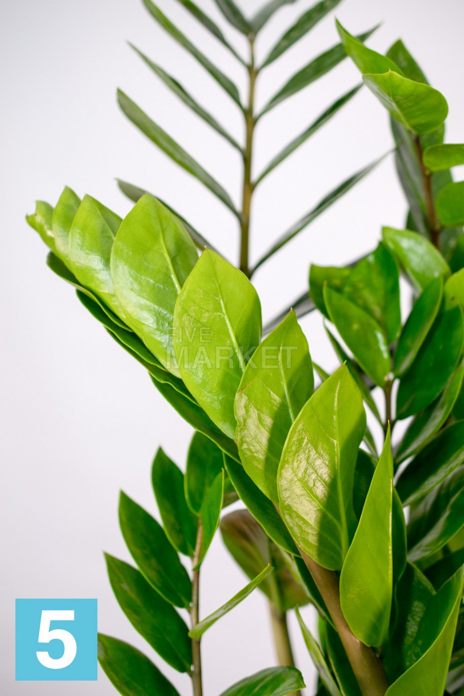 Замиокулькас цветок