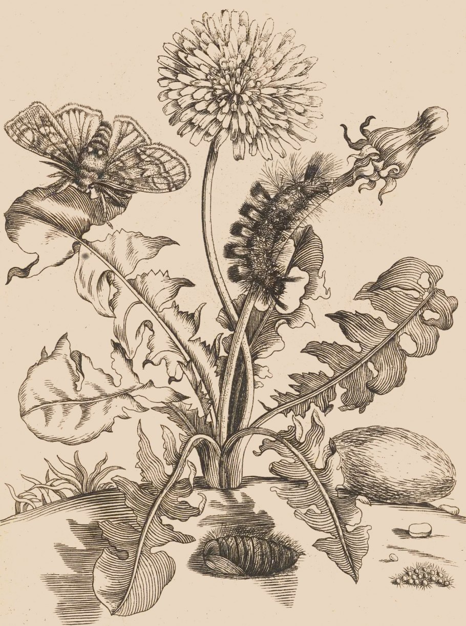 Засохшие цветы в вазе