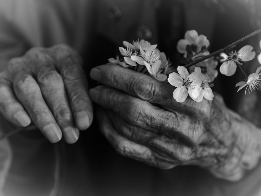 Викторианские Анютины глазки