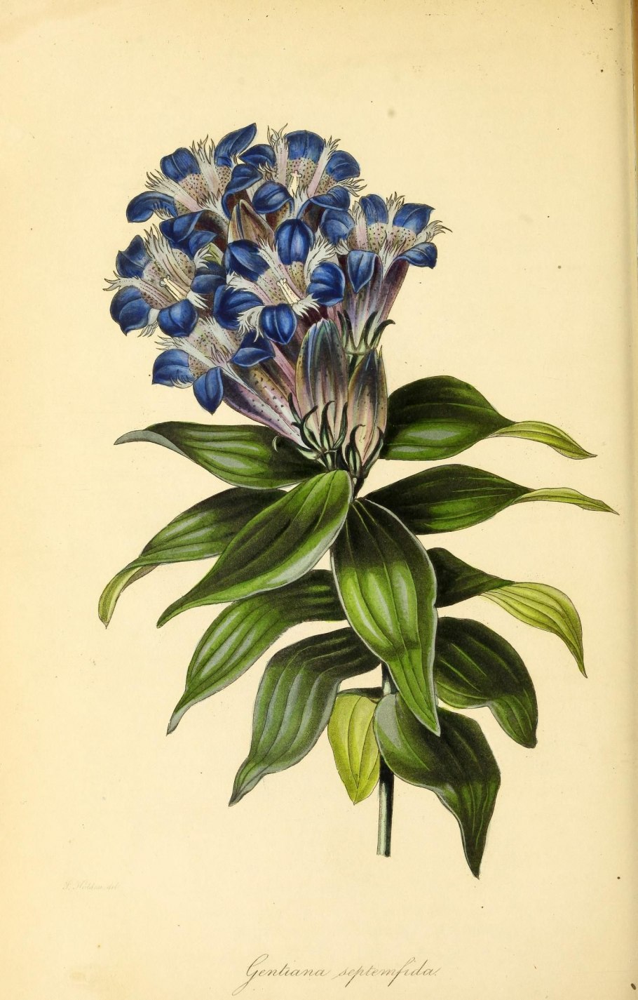 Катерина Кляйн акварели