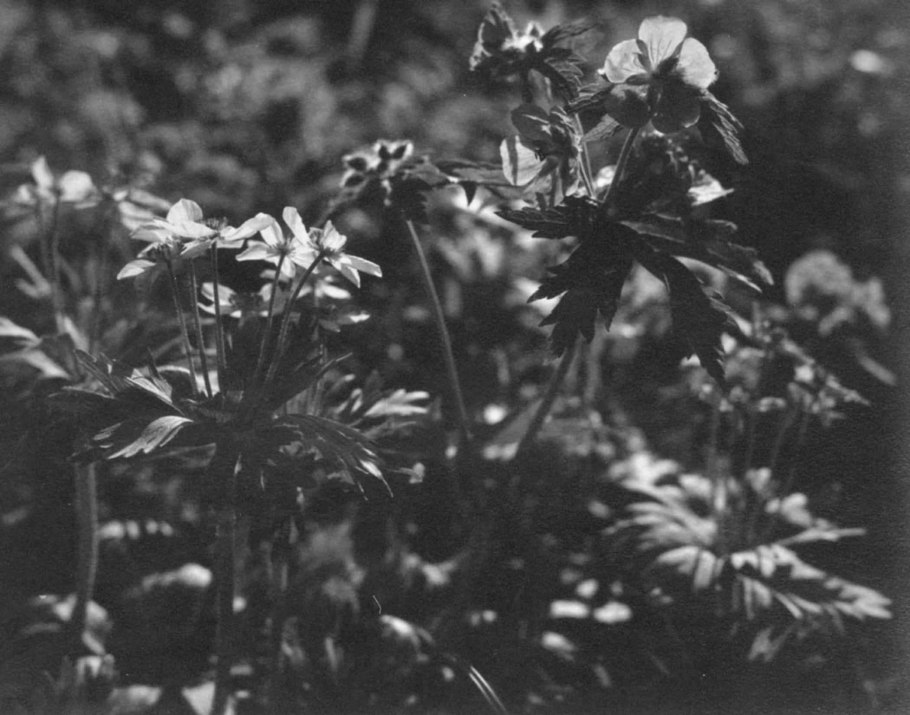 Трава ретро