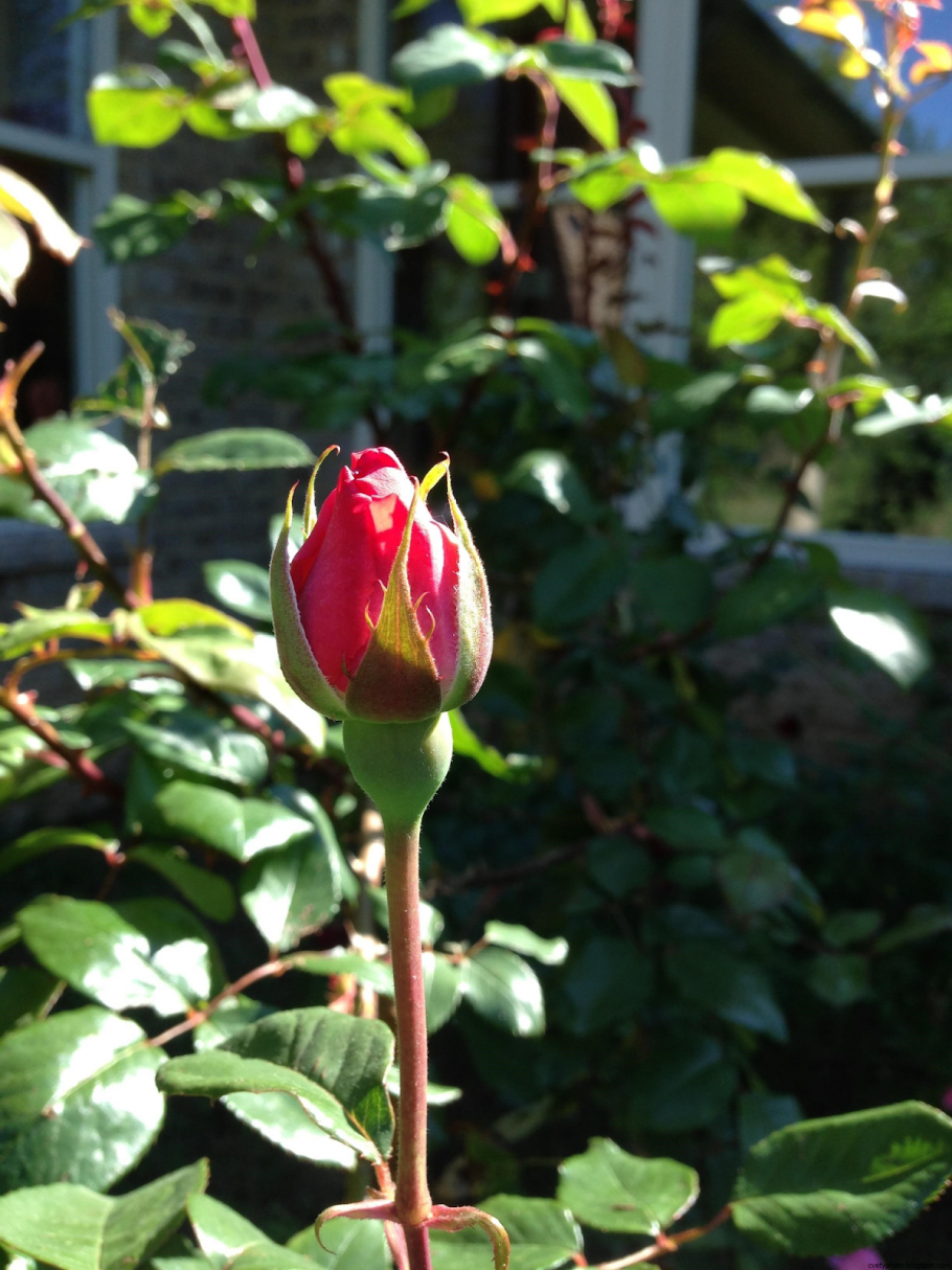 Rosaceae семейство