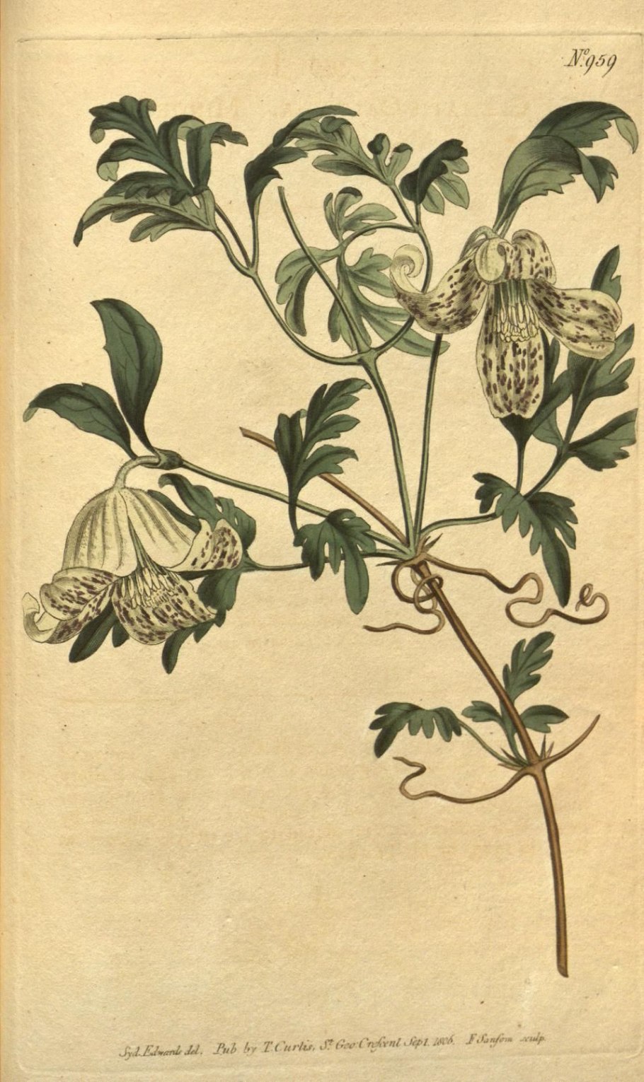 Забор с цветами