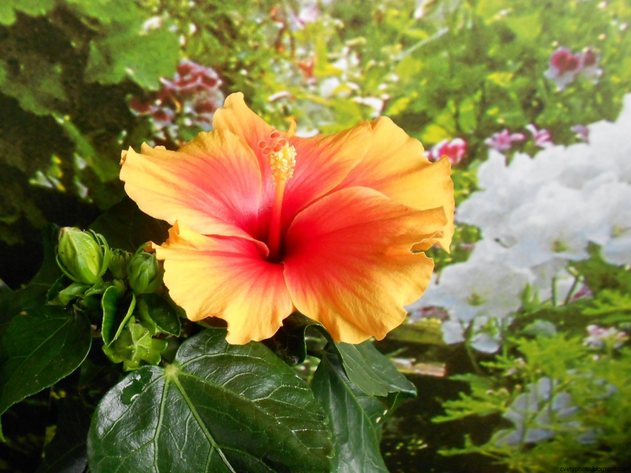 Гибискус цветок