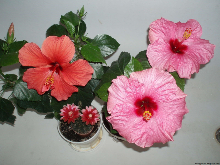 Гибискус аполло