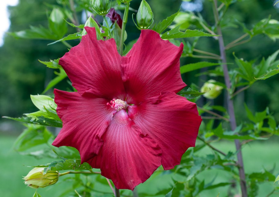 Гибискус лорд балтимор