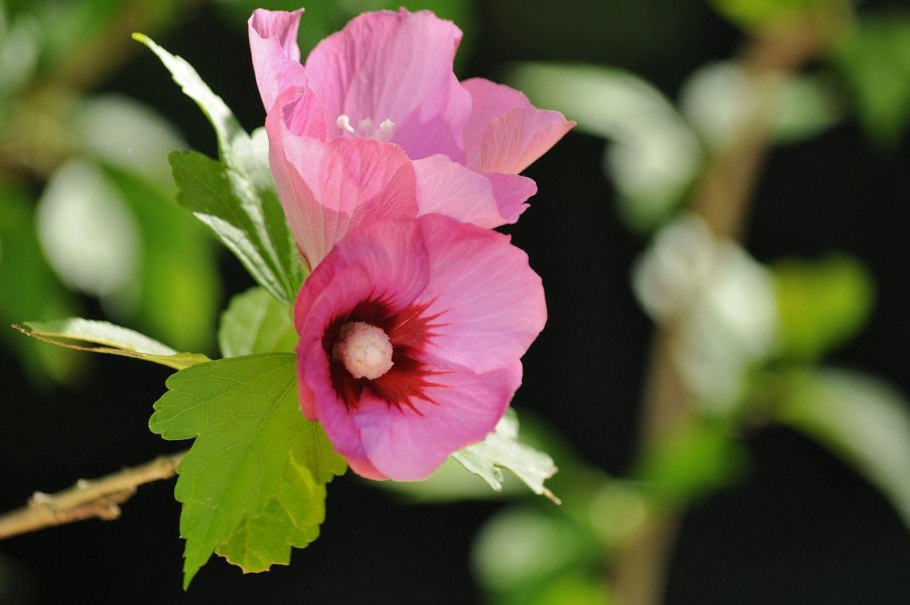 Гибискус сирийский вудбридж