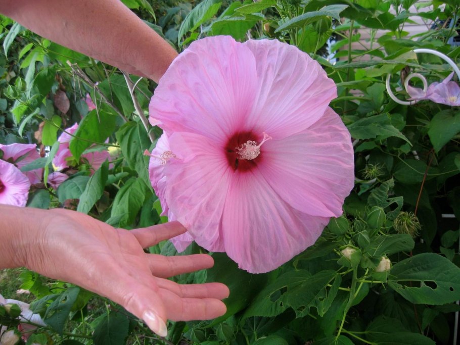 Гибискус травянистый