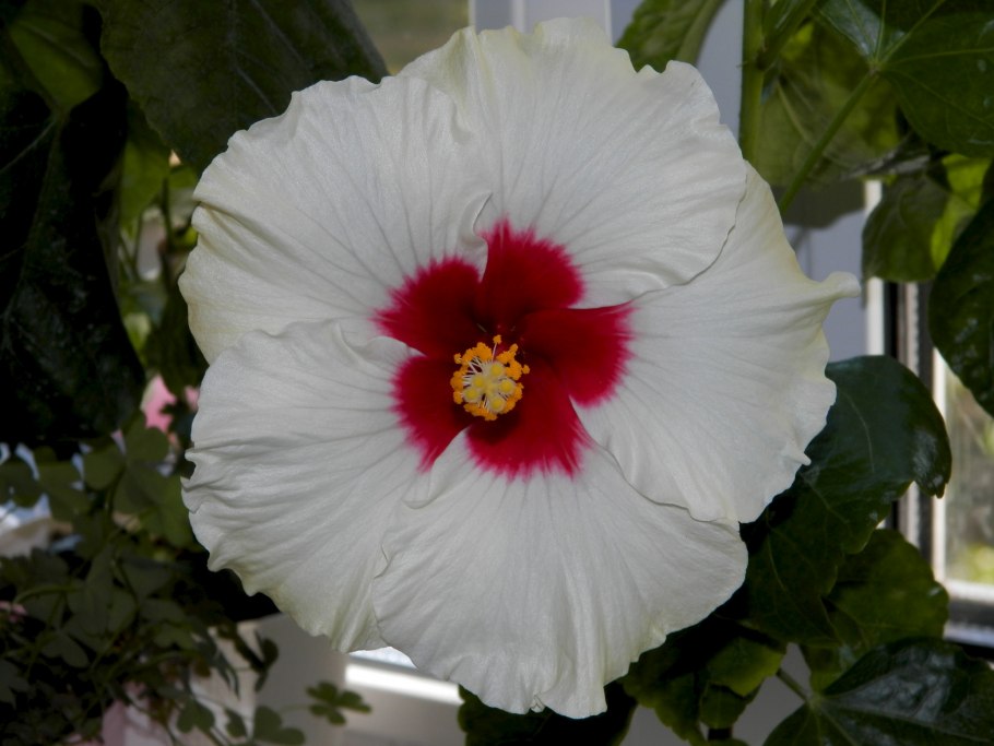 Гибискус mutabilis