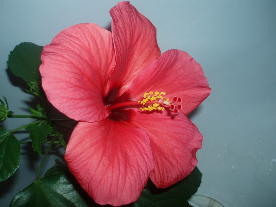 Гибискус китайская роза дерево