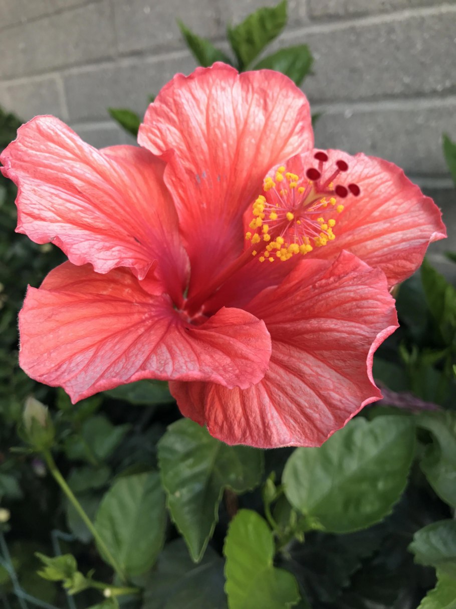 Гибискус растение