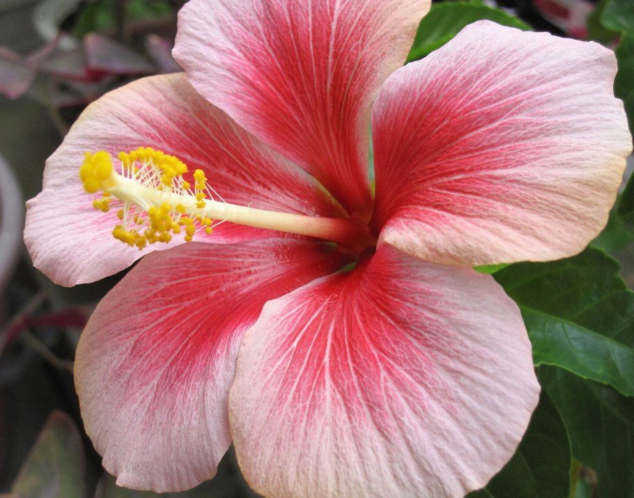 Гибискус seminole princess