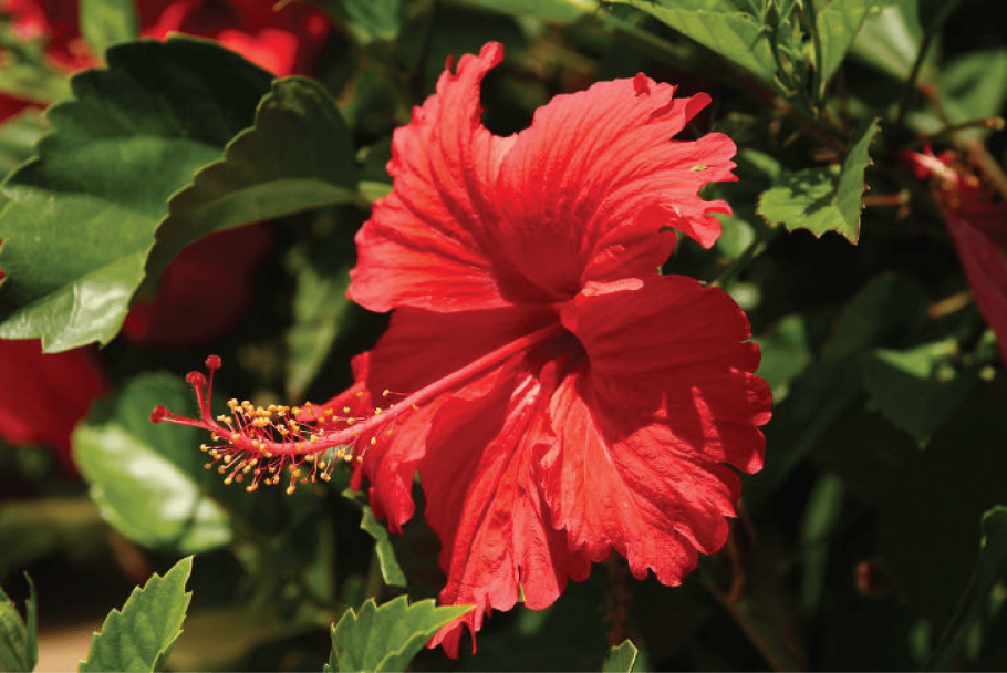 Гибискус красный немахровый