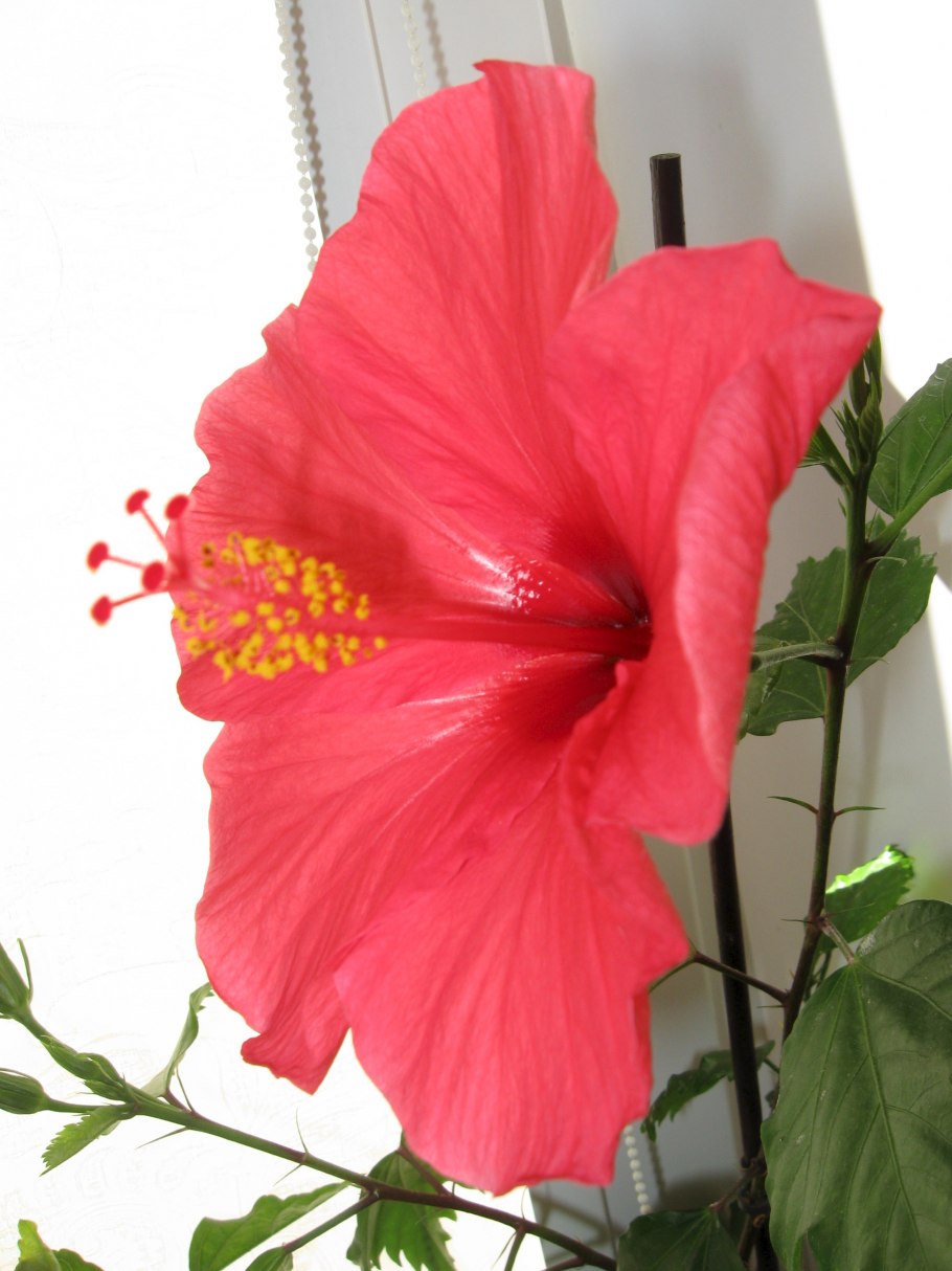 Гибискус китайский