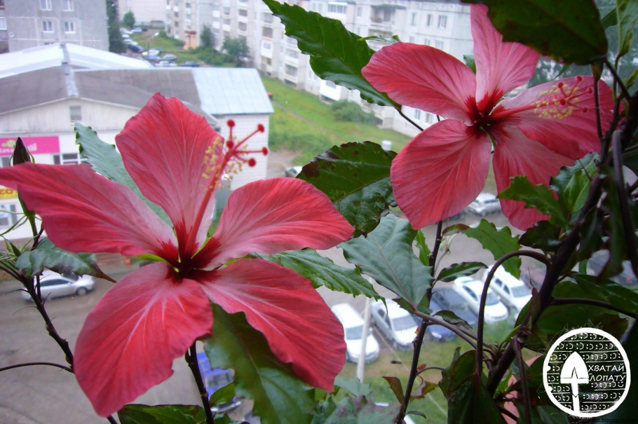 Гибискус китайская роза