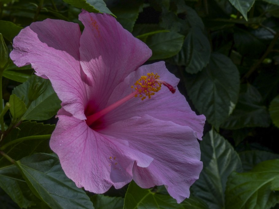 Гибискус розовый