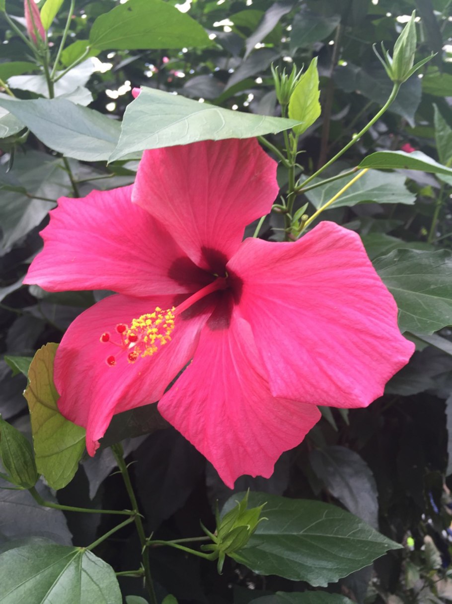 Гибискус китайская роза