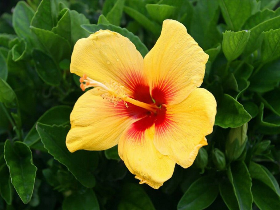 Гибискус rosa sinensis