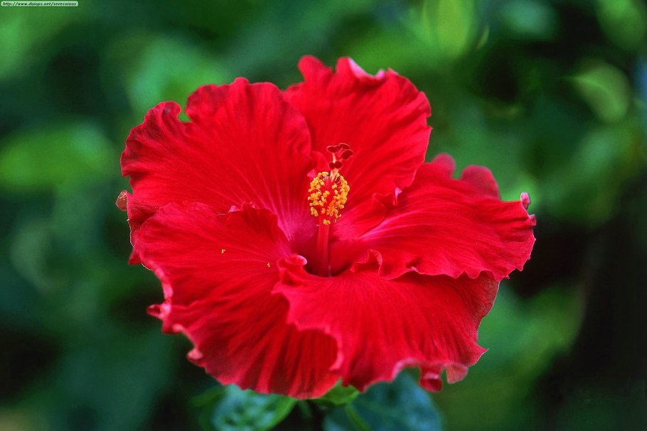 Гибискус ред харт