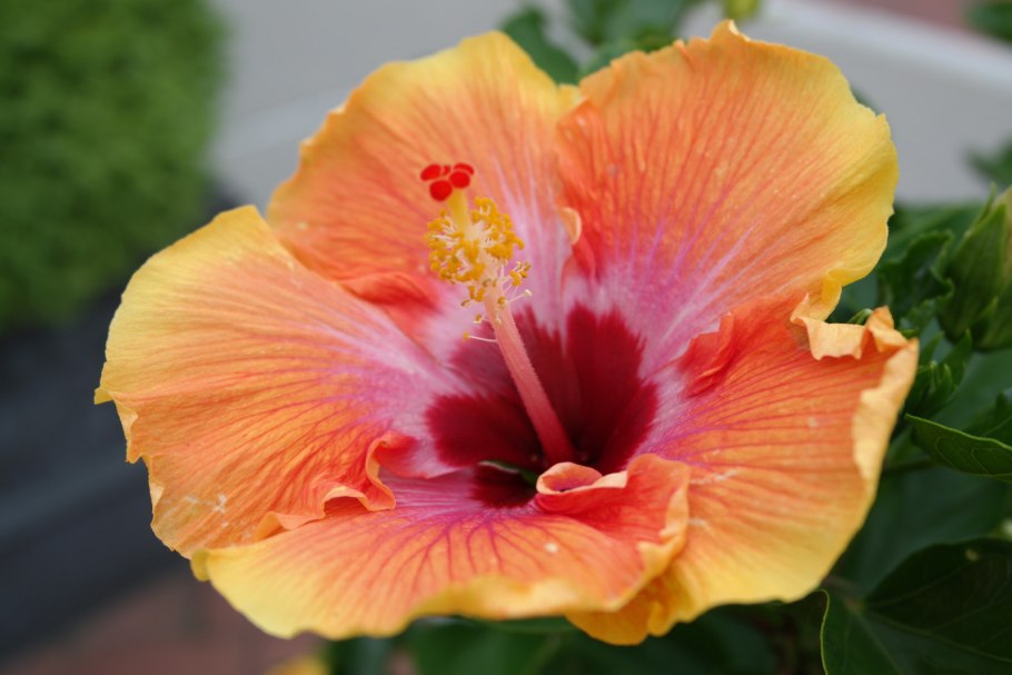 Гибискус тропики гавайи