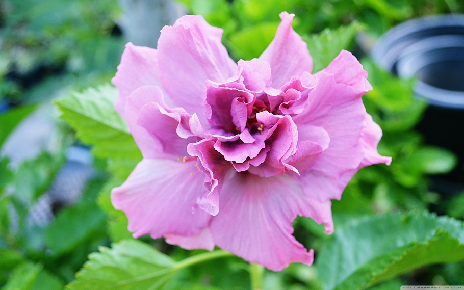 Гибискус древовидный махровый