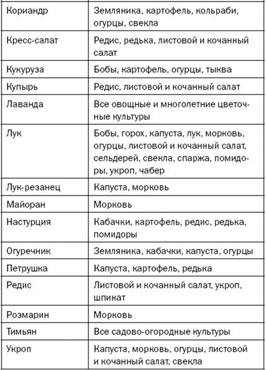 Совместимые посадки овощей в огороде таблица