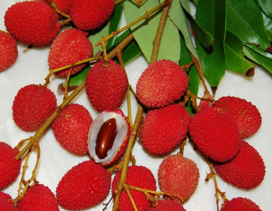 Lychee фрукт