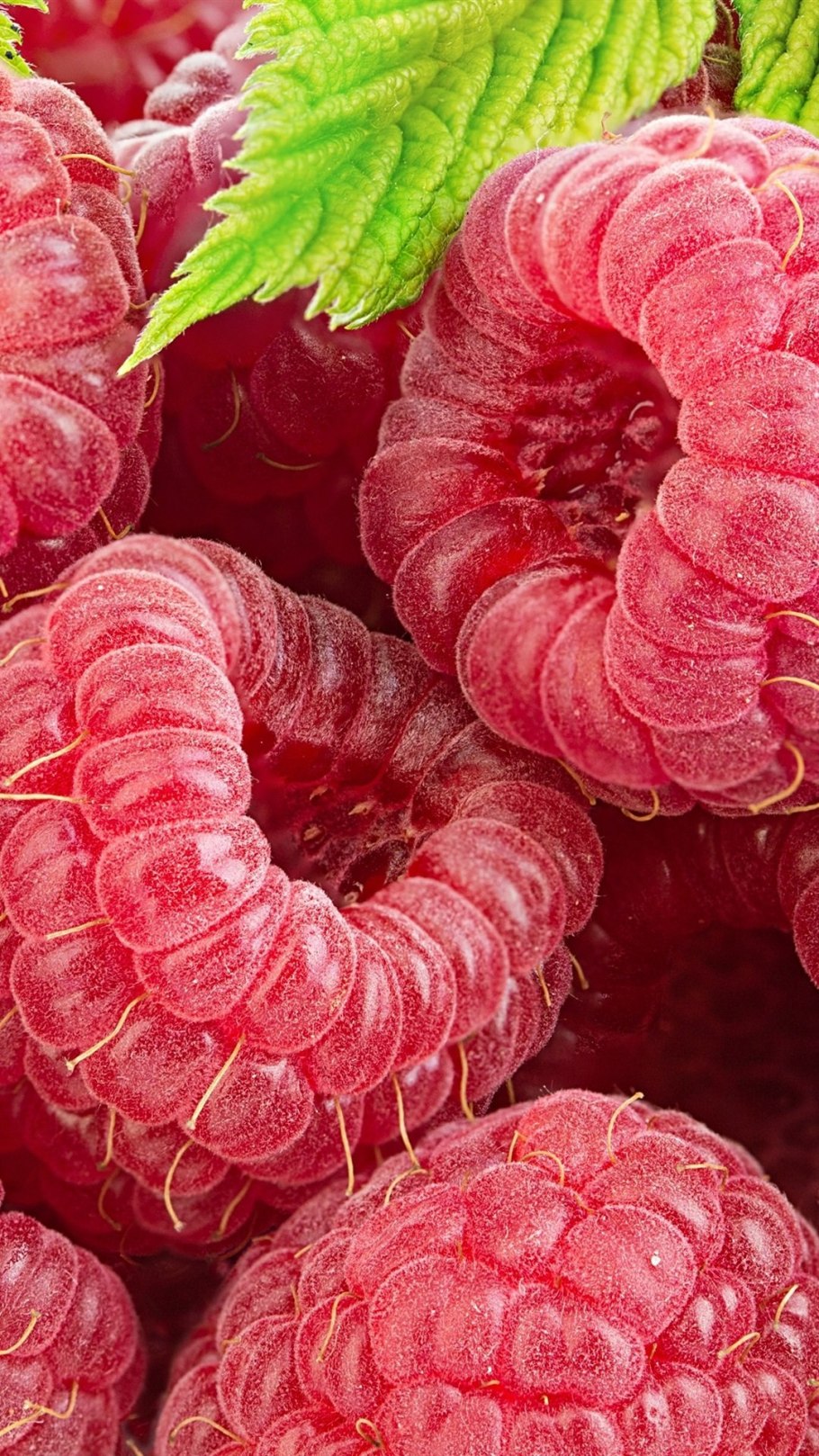 Ягода малина