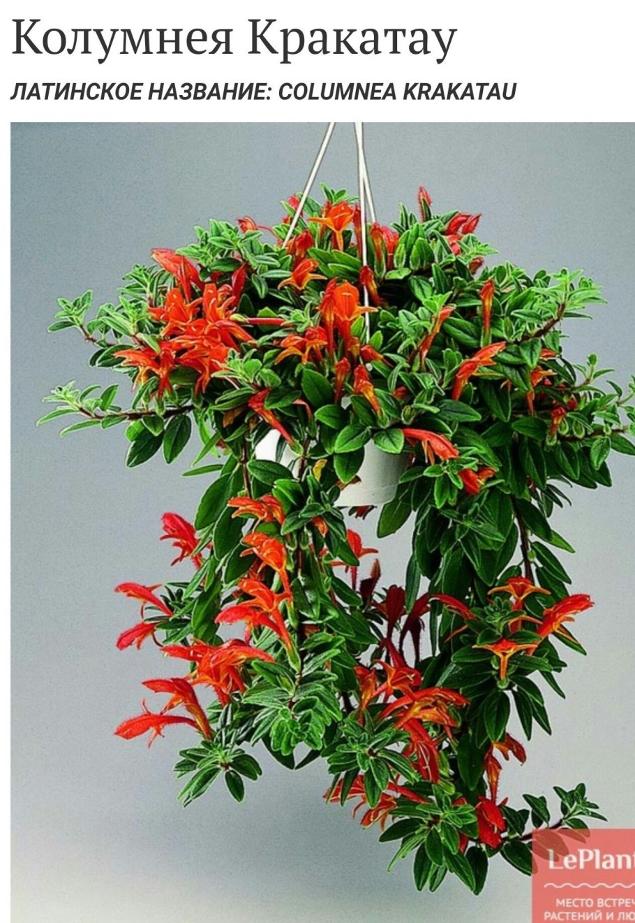 Колумнея кьюсская