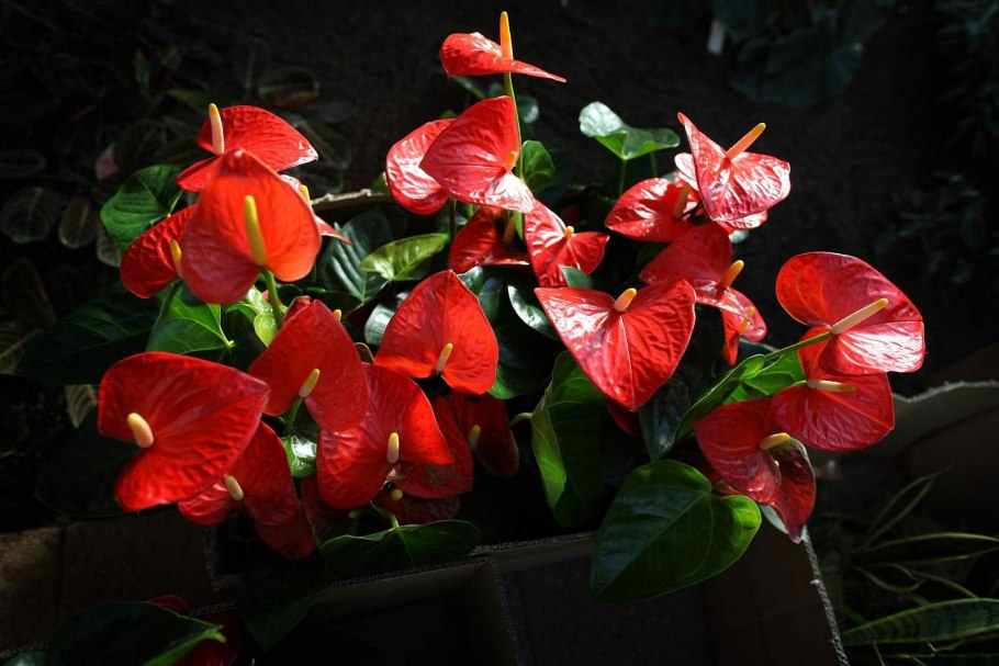 Антуриум красный Королевский