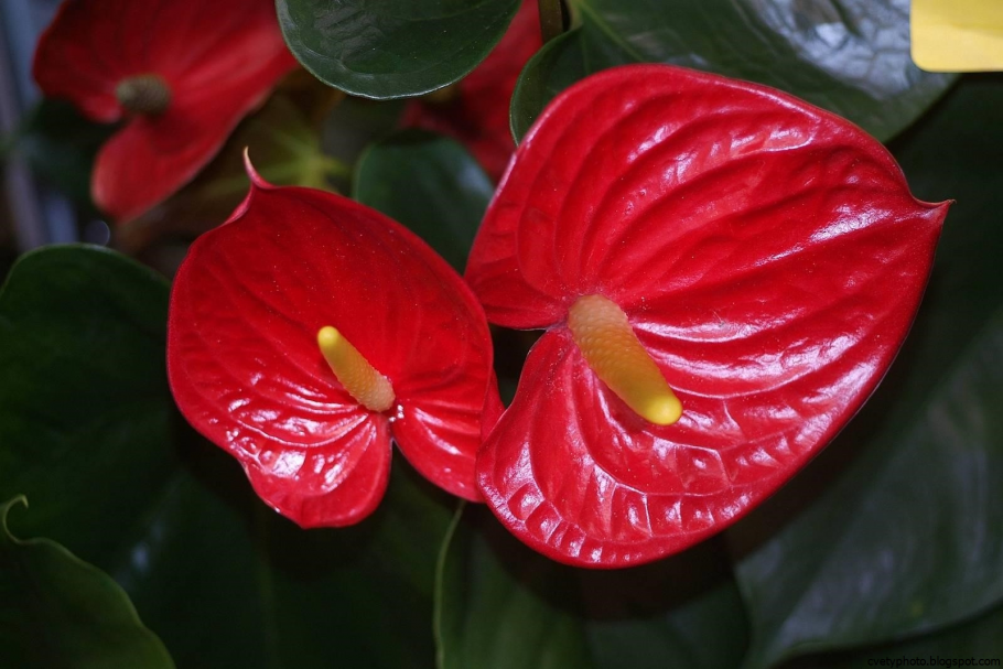 Антуриум Андре Anthurium andreanum