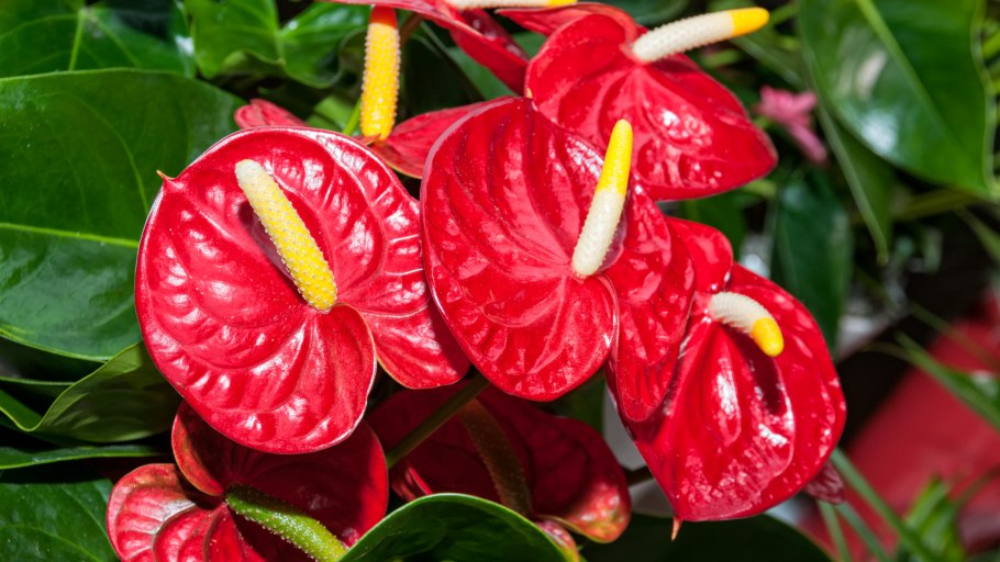 Антуриум Калео