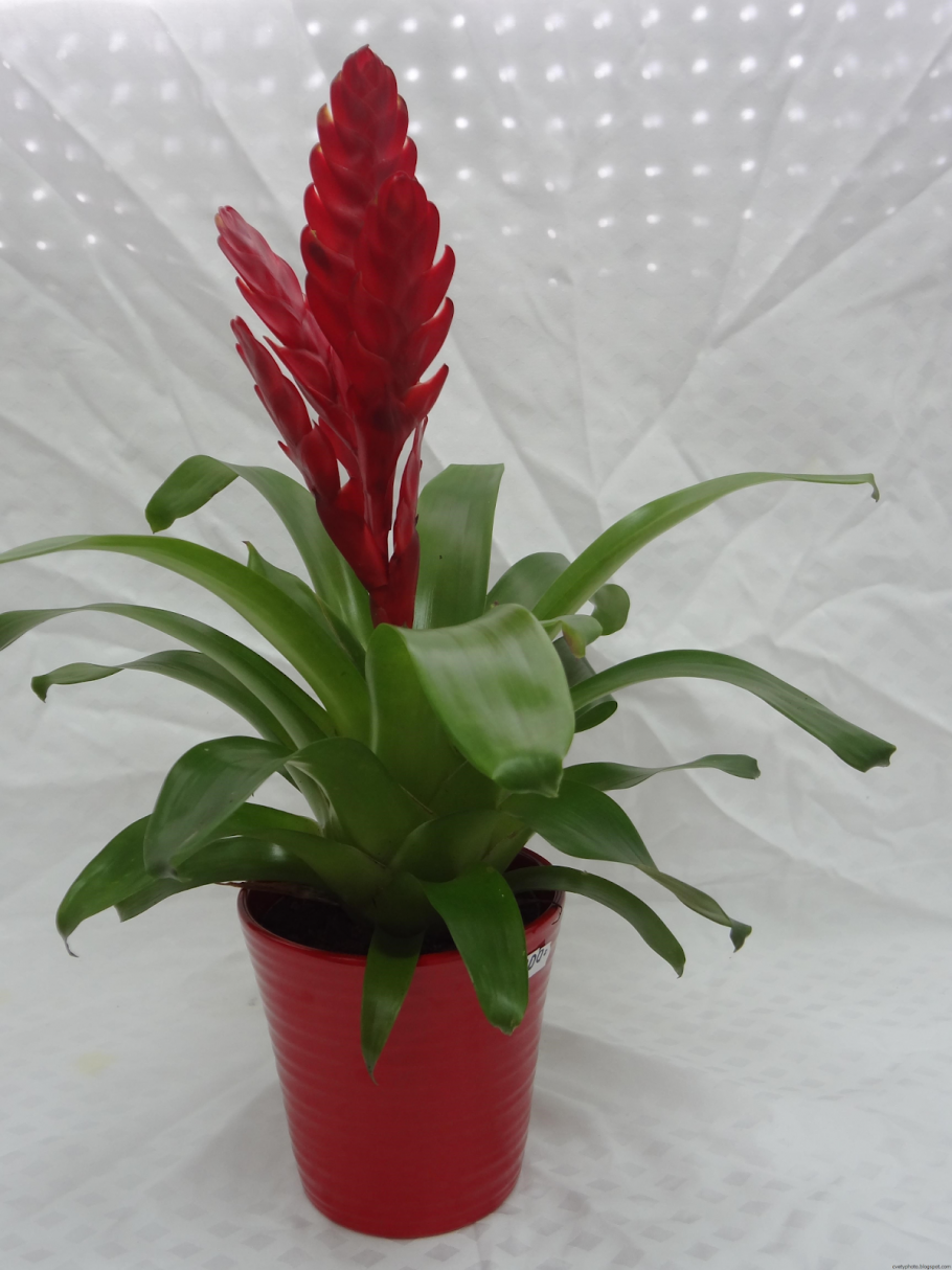 Вриезия килеватая