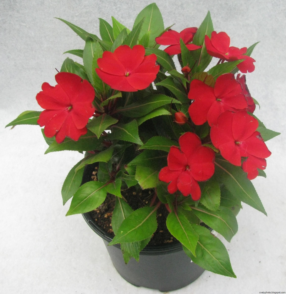 Бальзамин Петерса