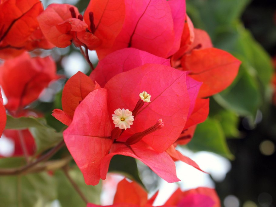 Комнатный цветок с красными лепестками