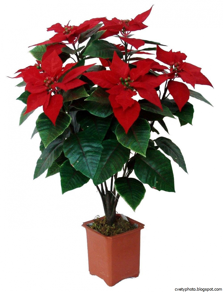 Молочай - пуансеттия (Рождественская звезда)