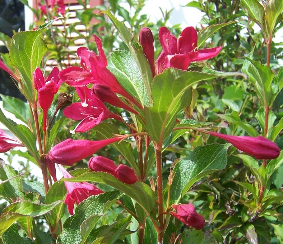 Вейгела (Weigela) “Red Prince”