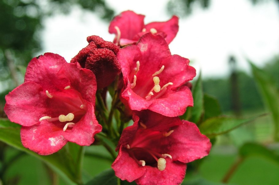 Вейгела красный принц (Weigela Red Prince)