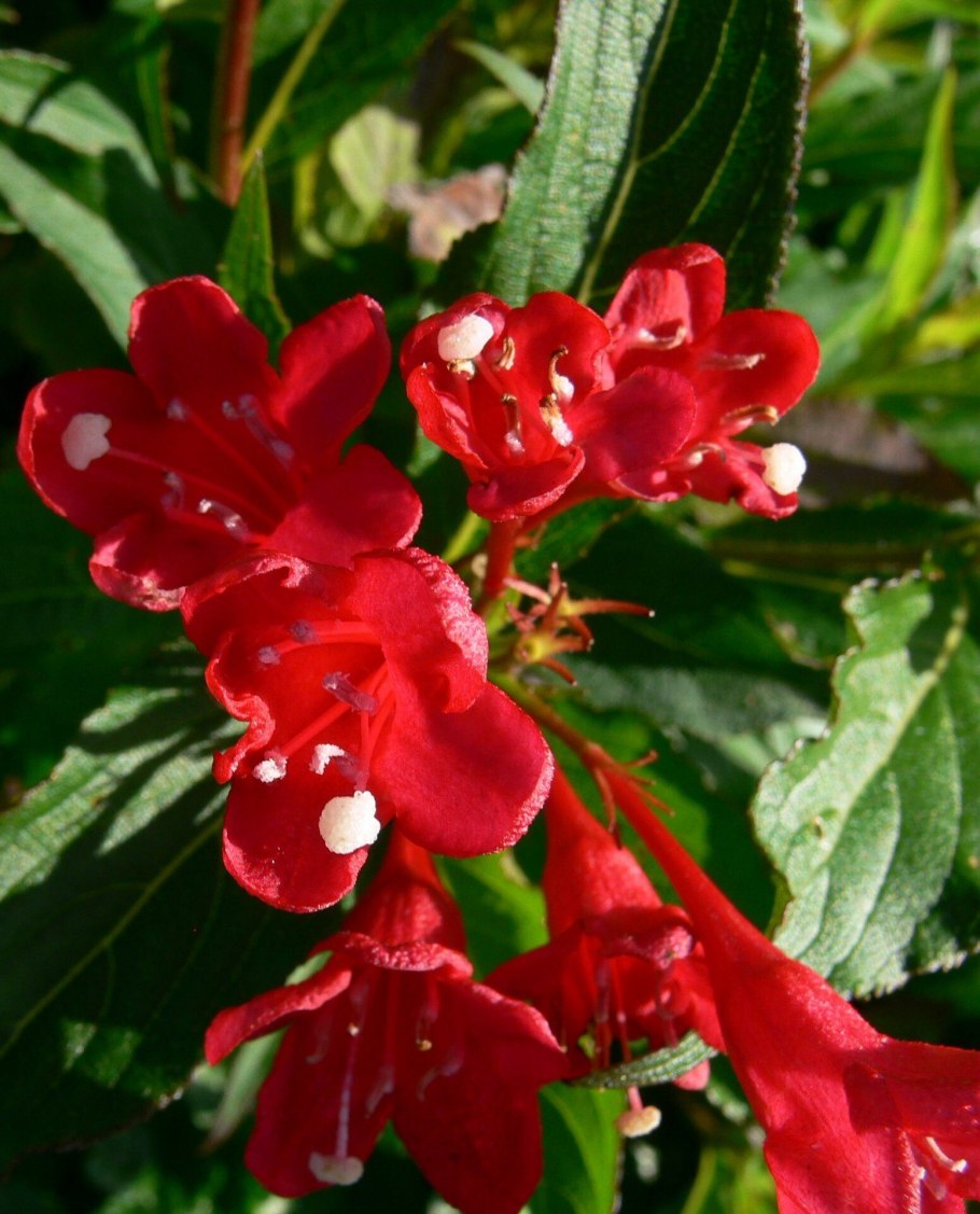 Вейгела (Weigela) “Red Prince”