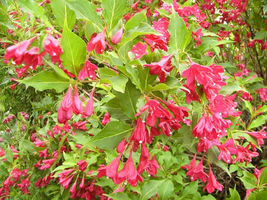 Вейгела красный принц (Weigela Red Prince)