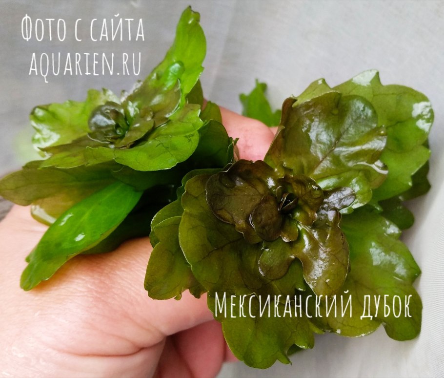 Дубок мексиканский аквариумное