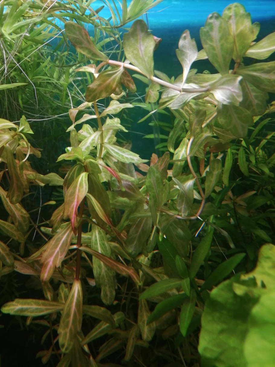 Прополка аквариумных растений
