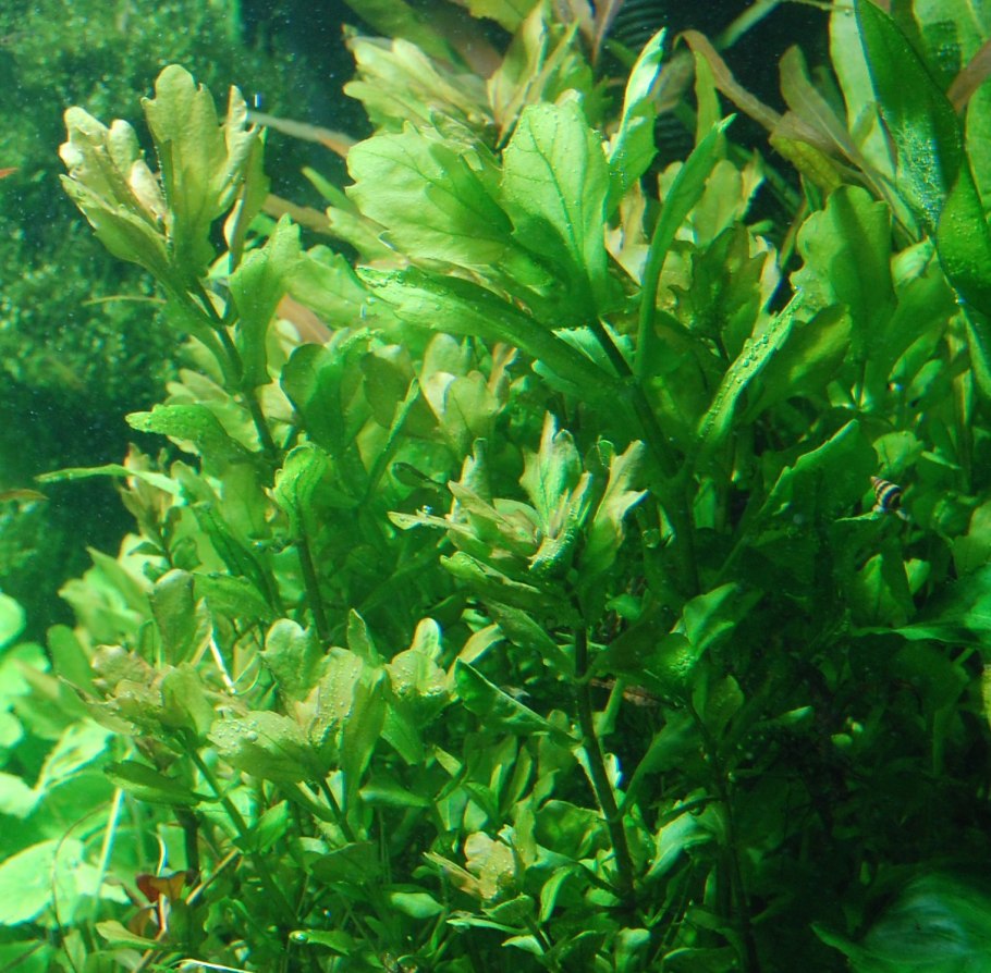 Trichocoronis rivularis